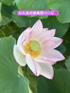 ★わたあめ様専用ページ★ミニフレーム