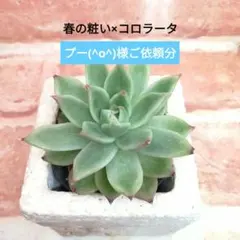 2026年最新】コロラータ 錦玉園の人気アイテム - メルカリ