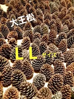 大王松／松ぼっくり 80サイズ段ボール満タンセット