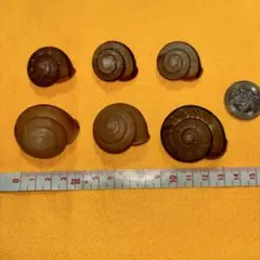 マイマイ４種.貝殻.貝標本