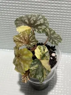 ベゴニア ククラータ 斑入り ピンク レア - メルカリ