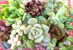 本日限定36)多肉植物(•ө•)♥ エケベリア 寄せ植え カット苗
