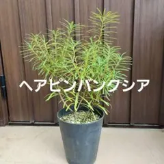 ☆珍しい植物/ディーンツリー・パイン・ブラウンシュガー/クリスマスツリーにも☆ ☆珍しい植物/ディーンツリー・パイン・ブラウンシュガー/クリスマス