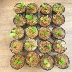 Yellow Moon dwarf Totoroなどビカクシダ胞子培養株6種 - メルカリ