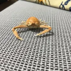 アヌビアス コンゲンシス 斑入り Congensis Variegat - メルカリ