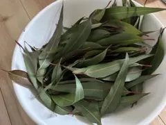 レモンユーカリ　カット　200枚