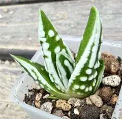 コーヒースキー様 リクエスト 3点 まとめ商品