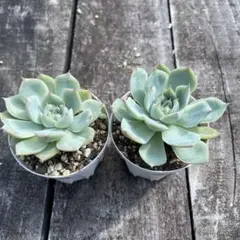 マチ＠ご要望等は購入前にお願いします。様 リクエスト 4点 まとめ商品