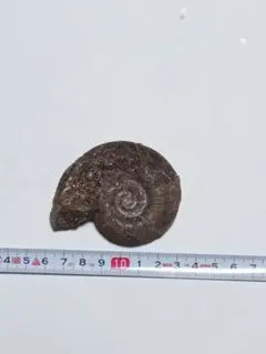 北海道アンモナイト　メソプゾシアユーバレンシス 標本