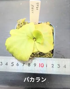 ビカクシダ、リドレイ　パカラン苗B