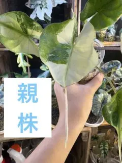 アロカシア アズラニー ピンクラテ 斑入り 芋1つ - メルカリ