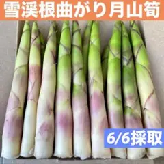 ❤️毎年大人気❣️ 天然 月山筍 箱込み約1キロ 細め 根曲がり竹 姫竹 山菜370のサムネイル