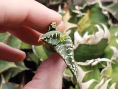 しーちゃん様 リクエスト 2点 まとめ商品