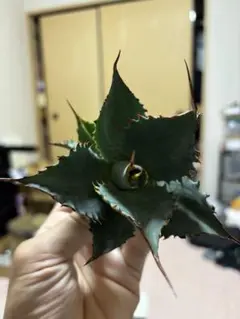アガベ チタノタ スカイ実生 SKY スカ実 - メルカリ