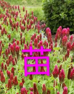 はんちゃん様 リクエスト 2点 まとめ商品