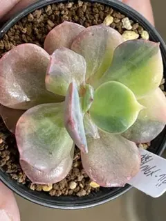 まゆら様 リクエスト 2点 まとめ商品