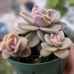 まゆ様 リクエスト 2点 まとめ商品