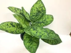 2026年最新】ホマロメナ Homalomenaの人気アイテム - メルカリ