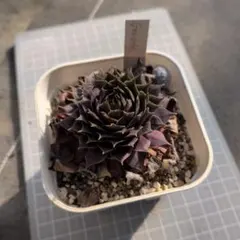 2026年最新】センペルビウムの人気アイテム - メルカリ