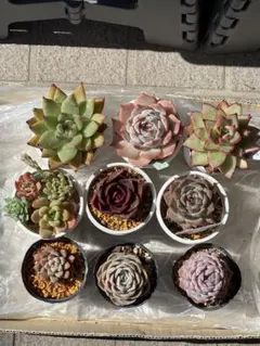 多肉植物　エケベリアセット　寄せ植え　抜き苗