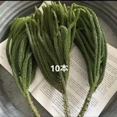 ナンヨウスギ10本　お正月　花材　スワッグ　リース　世界三大美樹　しめ縄　飾り