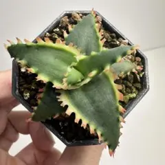 アロエハイブリッド Aloe Hybrid A_074 - メルカリ