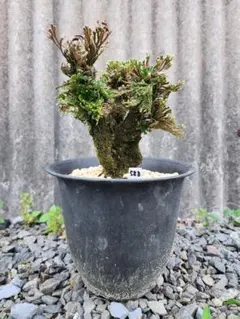【送料無料】25年物　岩松　イワヒバ　岩ヒバ　盆栽 山野草　高山植物 588のサムネイル