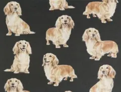 【ゆきちゃん限定】X2495-1 ダックス イエロー（クリーム）黒系 生地 1m