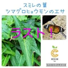 2025年最新】すみれ ツマグロヒョウモンの人気アイテム - メルカリ
