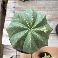 POP様売約 ユーフォルビア オベサ【メス】現品 ポットごと発送 POP様売約 ユーフォルビア オベサ【メス】現品 ポットごと発送