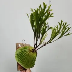 2025年最新】リドレイ 板付の人気アイテム - メルカリ