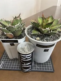 2026年最新】 アガベ シーザー セットの人気アイテム - メルカリ