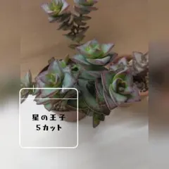 tomirio様 リクエスト 2点 まとめ商品