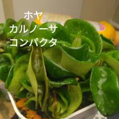 뿌리가 있는 호야 카르노사 콤팩타