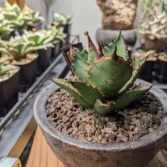 アガベ　チタノタ「レジェンド」　子株 子株】 アガベ チタノタ レジェンド ロウルサンコ産 - メルカリ