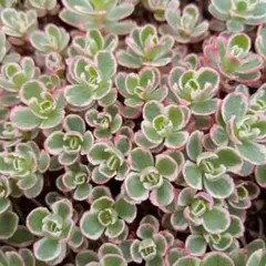 斑入りミセバヤ 多肉 カット苗 【4本】観葉植物 - メルカリ