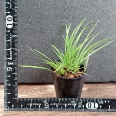 ミニ盆栽 セキショウの苗木のサムネイル