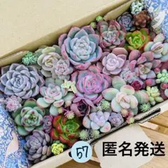 57 多肉植物　多肉弁当　詰め合わせ　寄せ植え　セット　カット苗　韓国苗　セダム