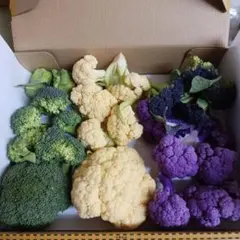 No.3。新鮮カットブロッコリー・3色のカットカリフラワー詰め合わせ
