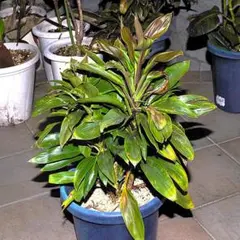 れい様 お約束品 ドラセナパープルコンパクタ 銅葉 観葉植物 屋外育成