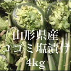 山形県産 コゴミ塩漬け 4kg(1kg×4袋) 塩蔵　こごみ　山菜　野菜 山形県産 コゴミ塩漬け 4kg(1kg×4袋) 塩蔵 こごみ 山菜 野菜 - メルカリ