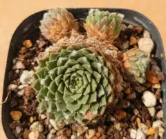 多肉植物 ジョビバルバ ソボリフェラ ペール No.172【桃】 - メルカリ