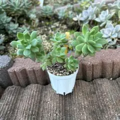 C 多肉植物 クラッスラ デルトイデア タンクアカルー 抜き苗 カット苗