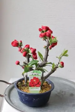 2026年最新】黒珊瑚の人気アイテム - メルカリ