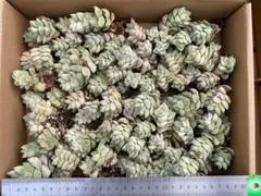 CY1303　紀の川錦　30株　抜き苗　多肉植物 エケベリア 韓国苗