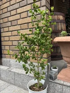 大型 フィカス ベンジャミンバロック 8号 陶器鉢 植え込み発送 - メルカリ