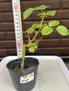 629 バラ苗 バラ挿し木苗 ア - メルカリ