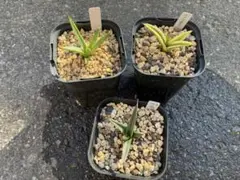 アガベ　塊根　5株まとめ売り アガベ 塊根 5株まとめ売り