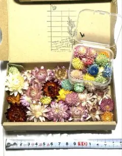 Aセット 多色ドライフラワーセット カップ入りはおまけ