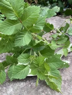 いちご＊様 リクエスト 2点 まとめ商品